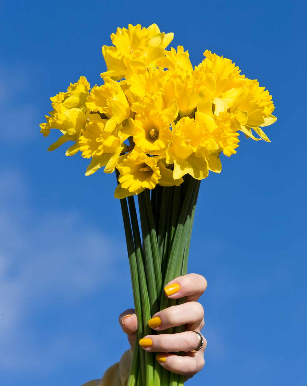 Cancer Society Nelson Daffodil Day