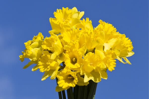 Daffodils for Daffodil Day fundraising