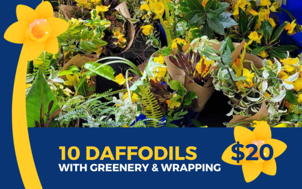 10 Daffodils wrapped3