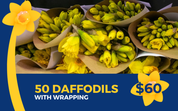 50 Daffodils wrapped3