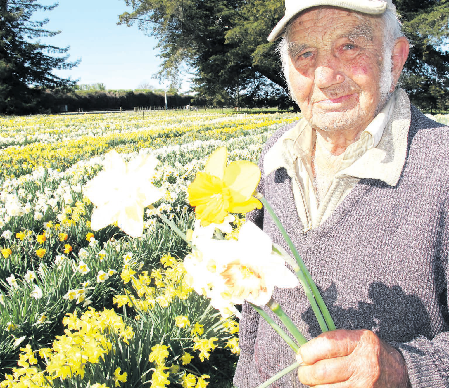 Don Heslop daffodil field