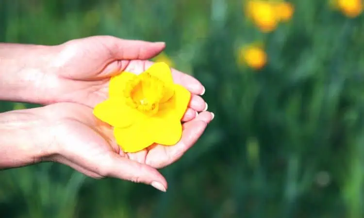 Hands holding daffodil flower