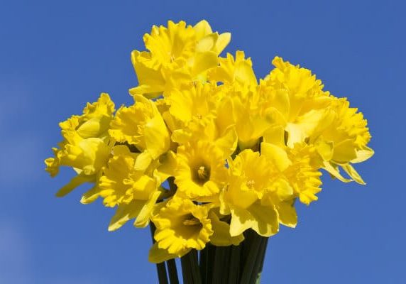 Daffodils for Daffodil Day fundraising