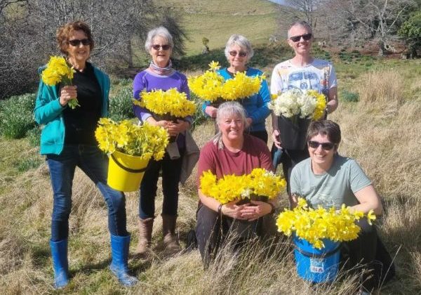 wakefield daffodil pickers